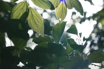 尋找百名困境兒童，聆聽童音，護苗成長